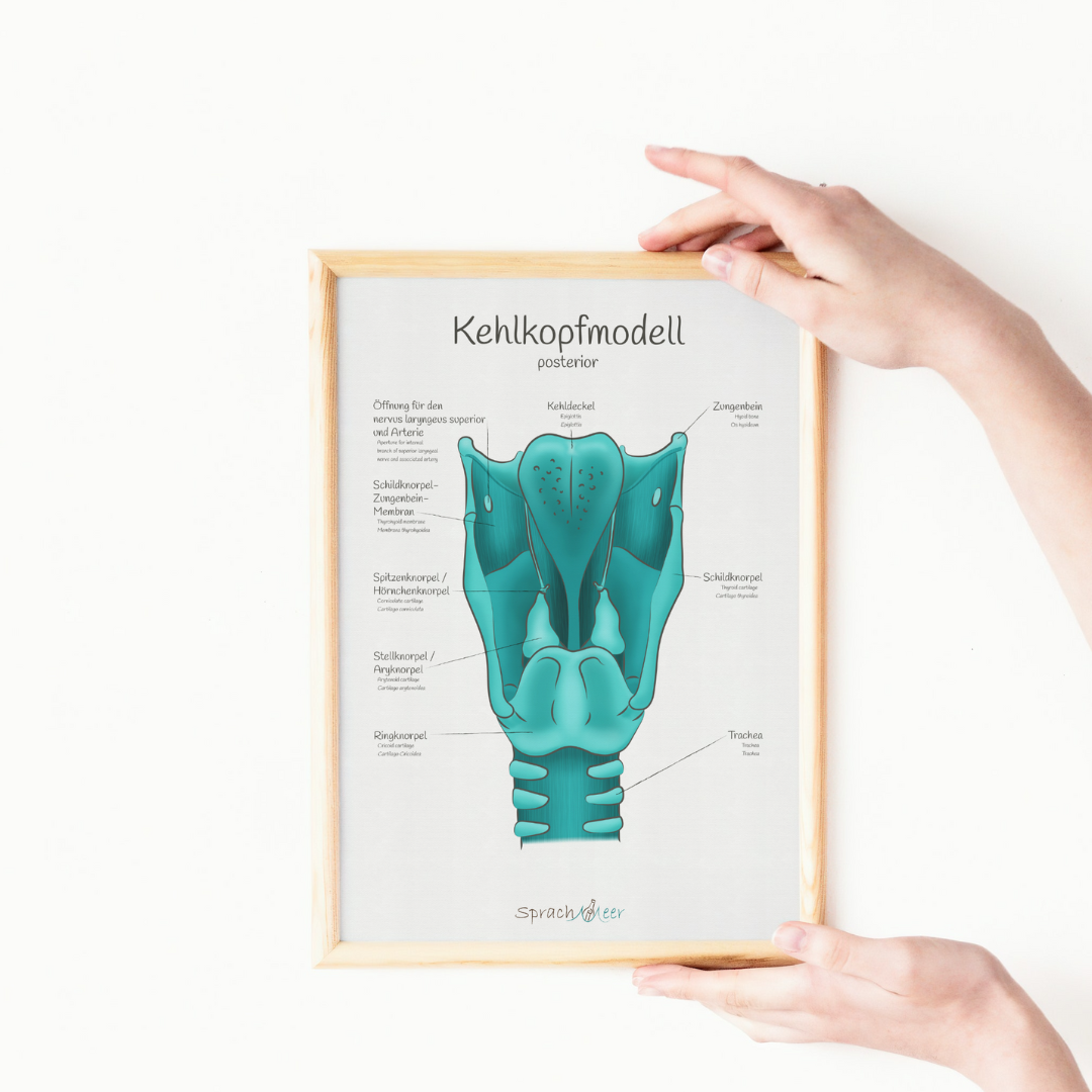 Kehlkopf Poster posterior matt – Therapiemarktplatz